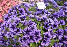 The Petunia Tea series consists of many varieties and colors, but the main focus in breeding is on on performance.